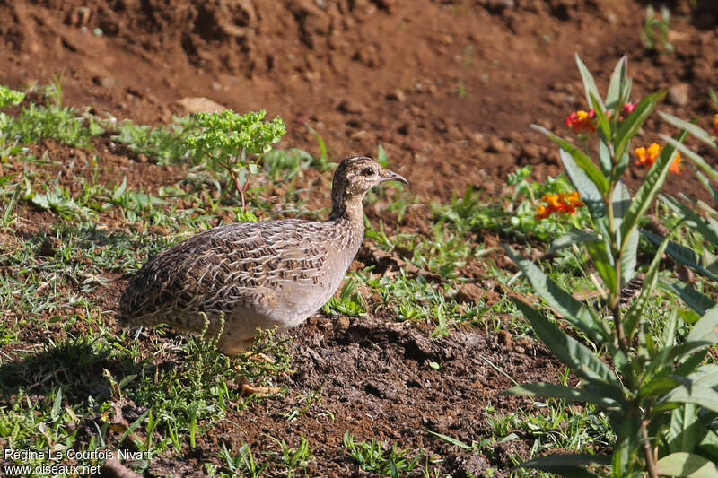 Tinamou perdrixadulte, identification