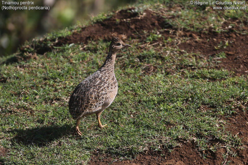 Tinamou perdrix