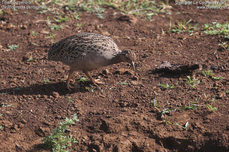 Tinamou perdrix