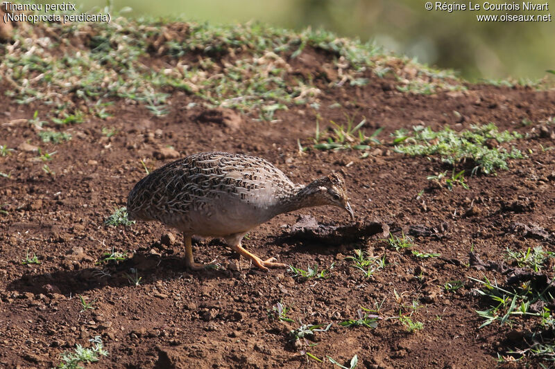 Tinamou perdrix