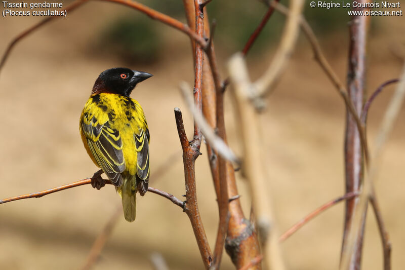 Village Weaver male adult