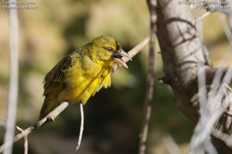 Village Weaver female adult