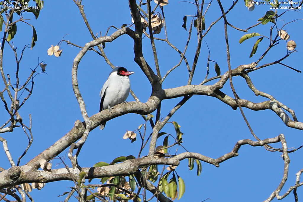 Tityre masqué mâle