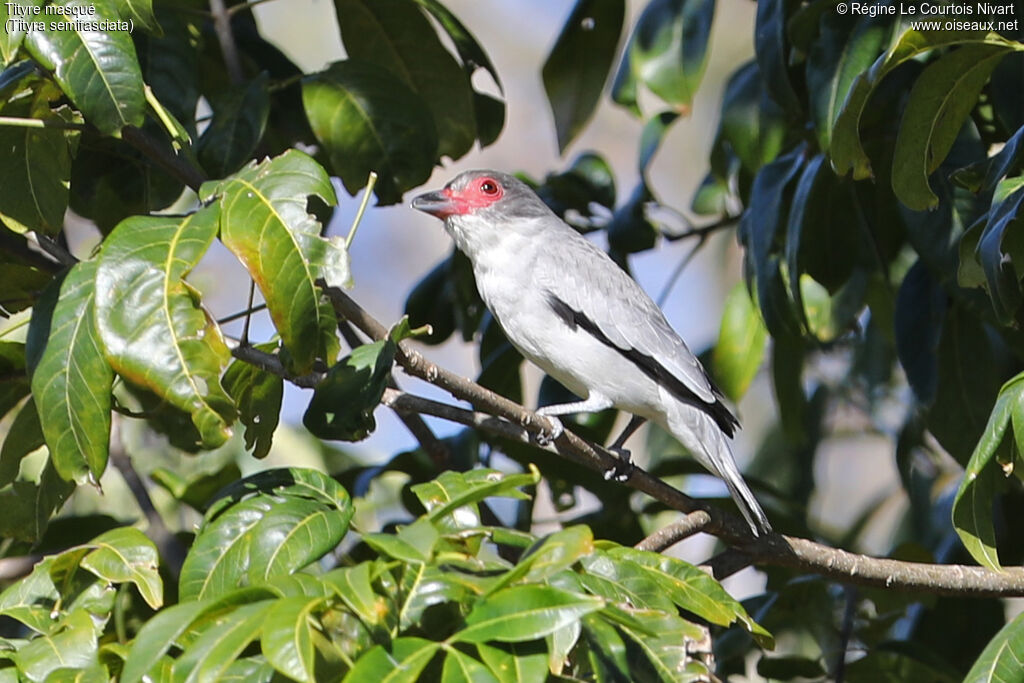 Masked Tityra