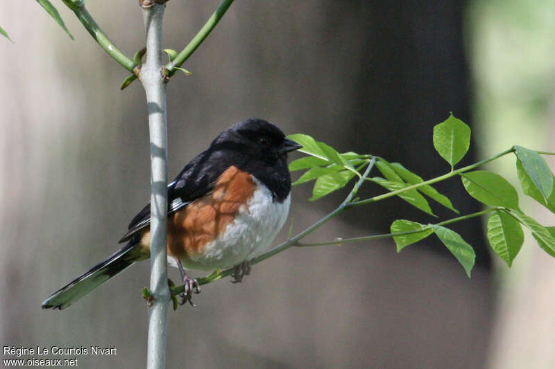 Eastern Towhee male adult, identification