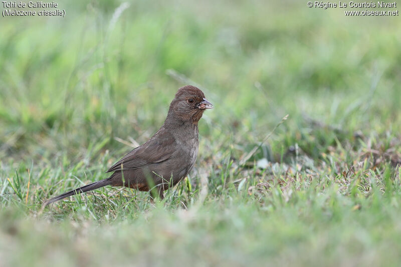 California Towhee