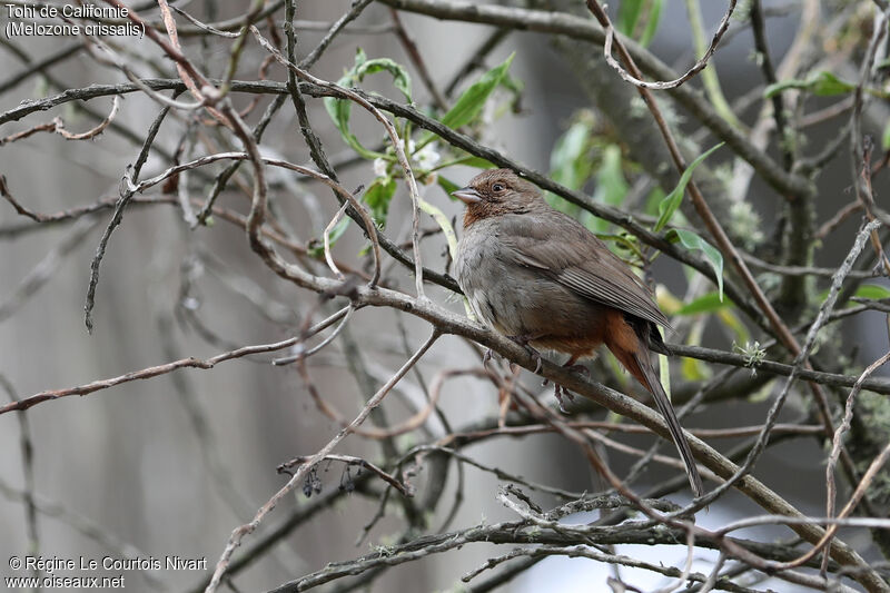 California Towhee