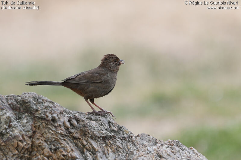 California Towhee