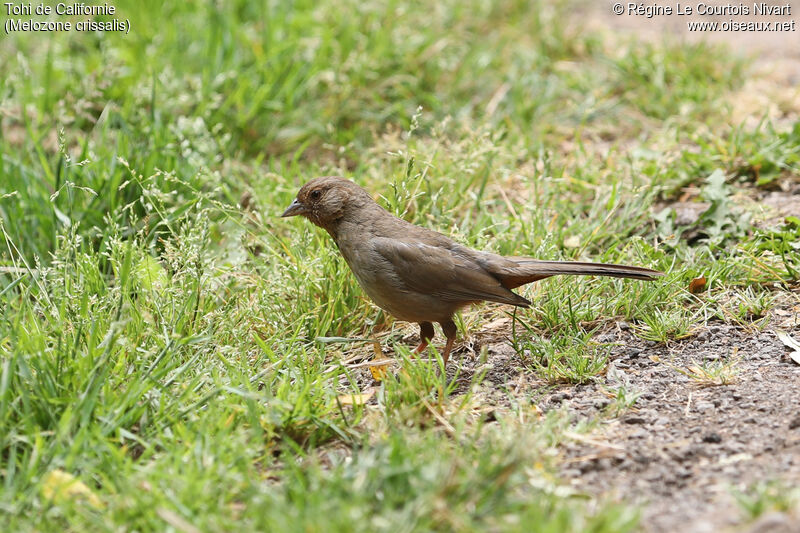 California Towhee