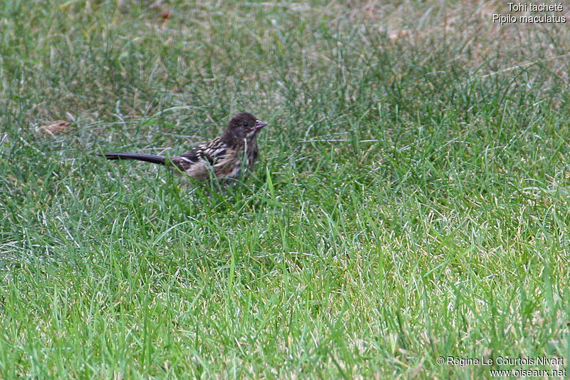 Tohi tachetéjuvénile, identification