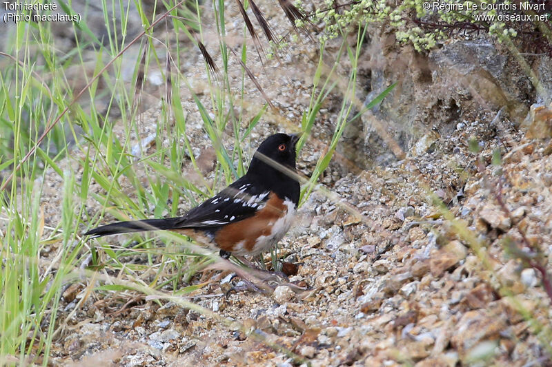 Spotted Towhee