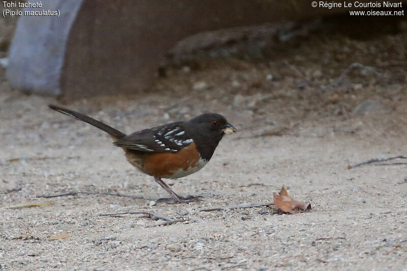 Spotted Towhee