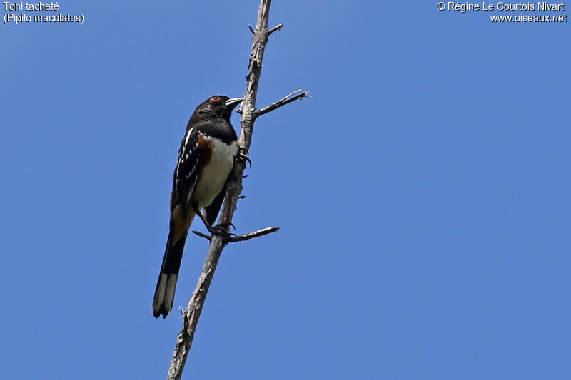 Spotted Towhee