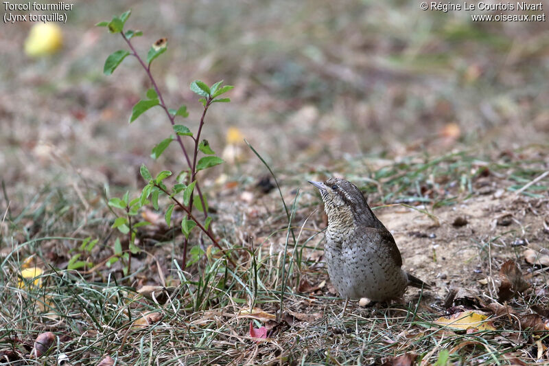 Eurasian Wryneck