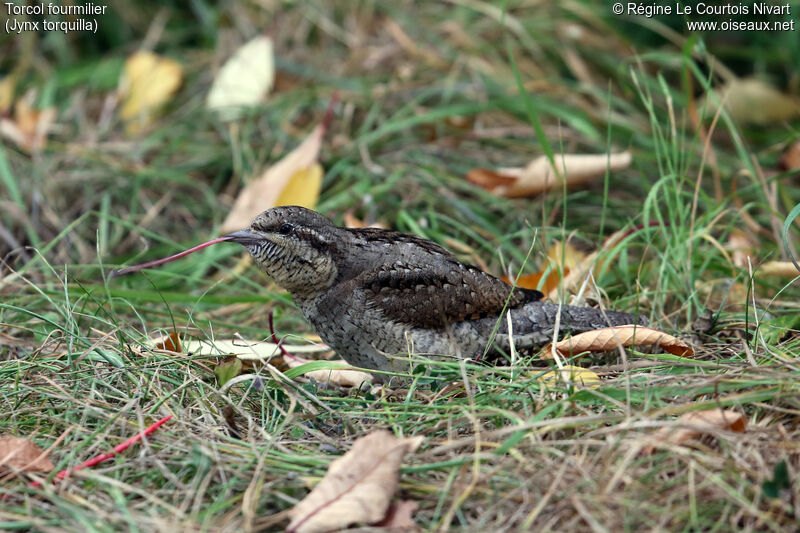 Eurasian Wryneck