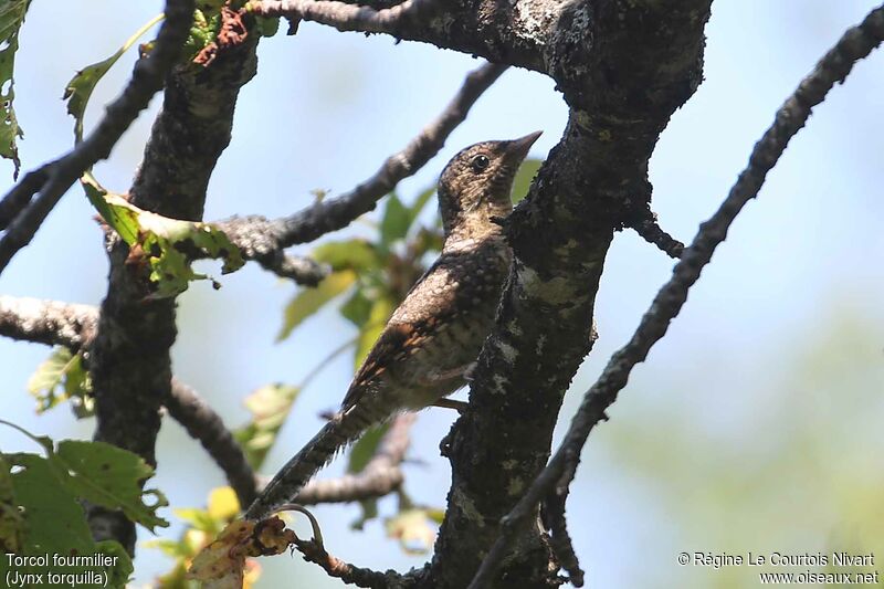 Eurasian Wryneck