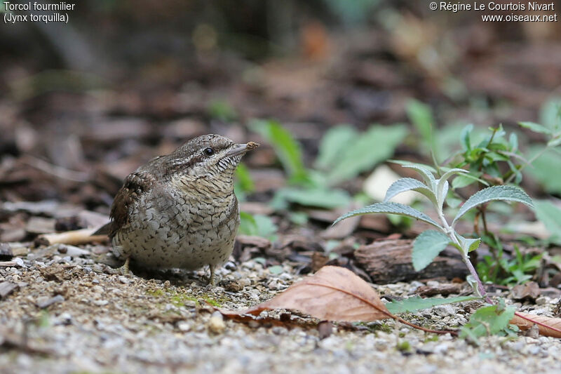 Eurasian Wryneck