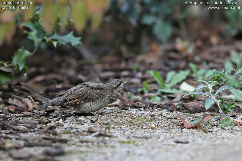 Eurasian Wryneck