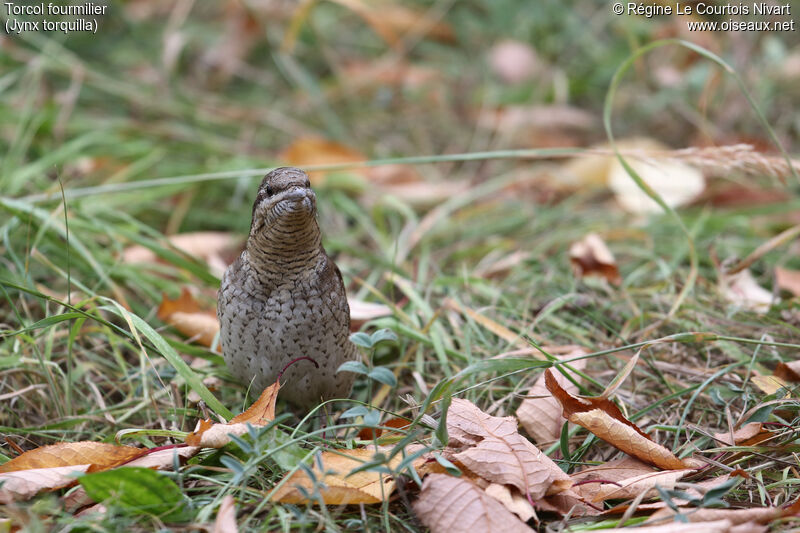 Eurasian Wryneck