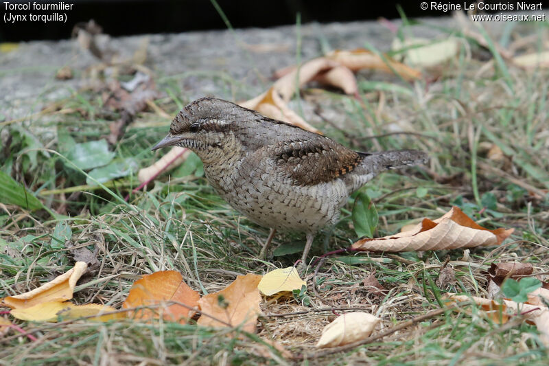 Eurasian Wryneck