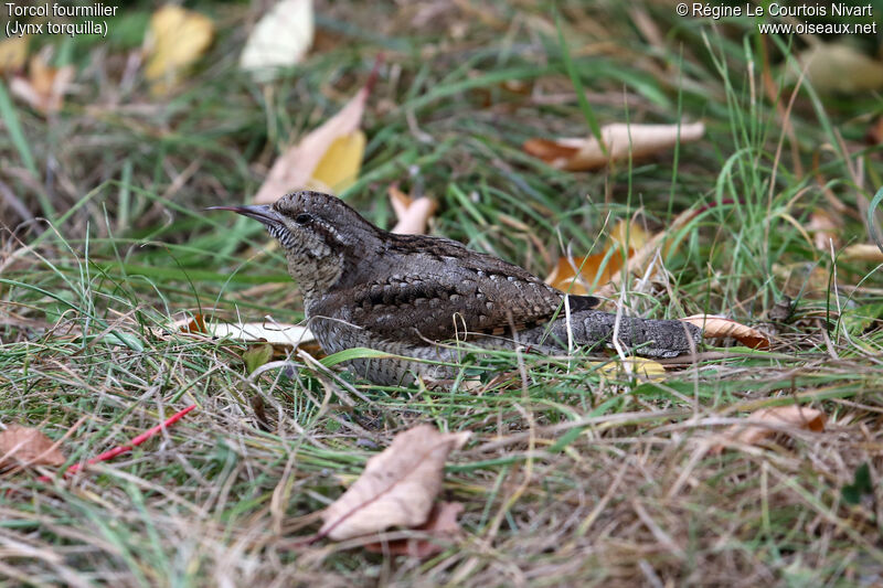 Eurasian Wryneck