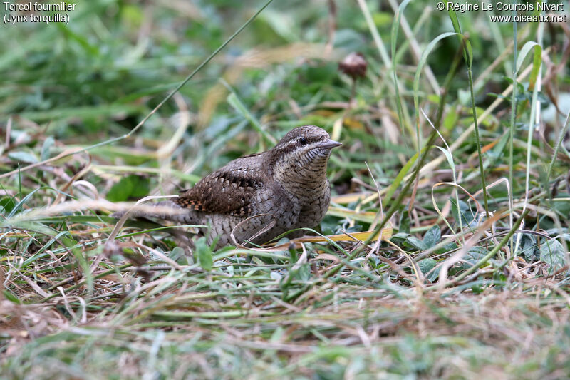 Eurasian Wryneck