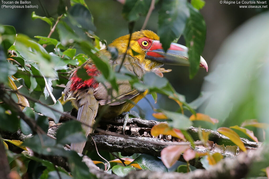 Toucan de Baillon - Araçari de Baillon<br />, habitat