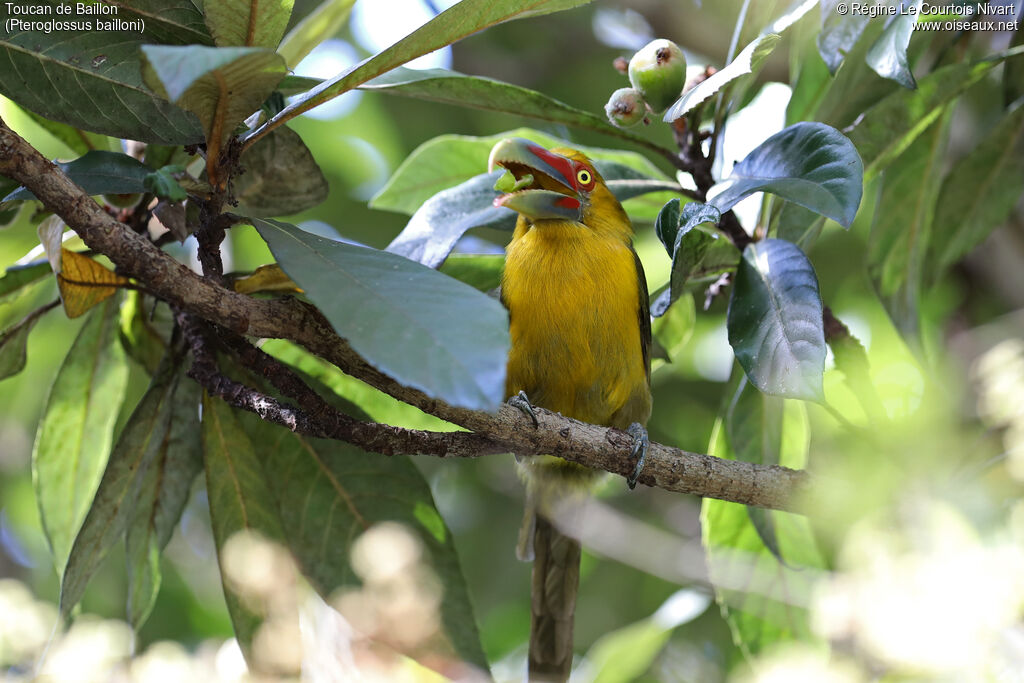 Toucan de Baillon - Araçari de Baillon<br />, mange