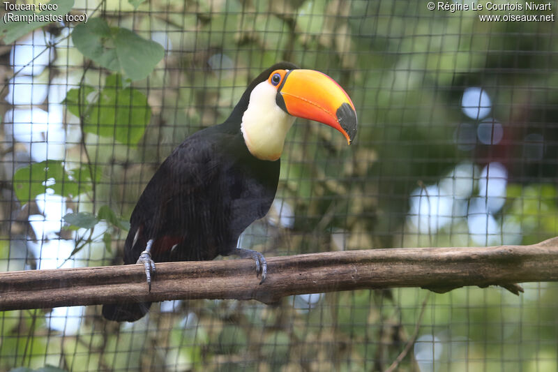 Toco Toucan