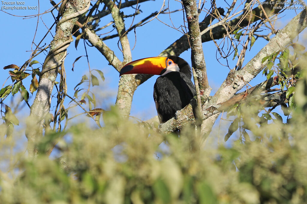 Toucan toco