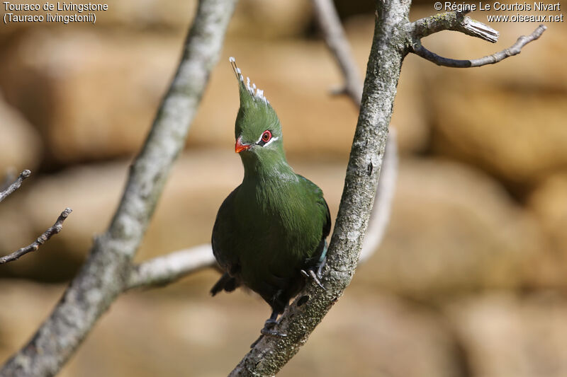 Livingstone's Turaco