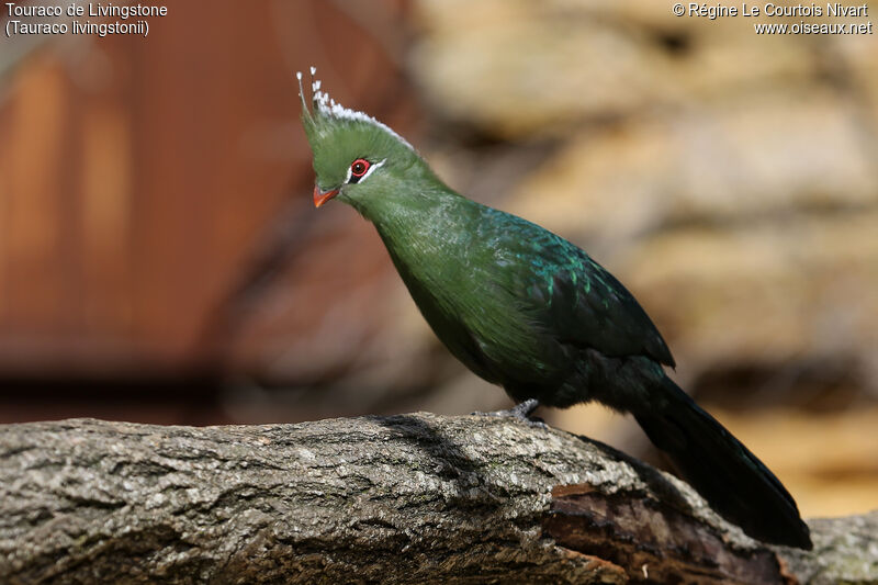 Livingstone's Turaco