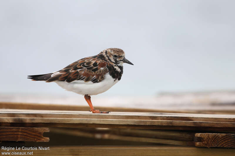 Ruddy Turnstoneadult transition, identification