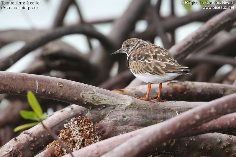 Ruddy Turnstone