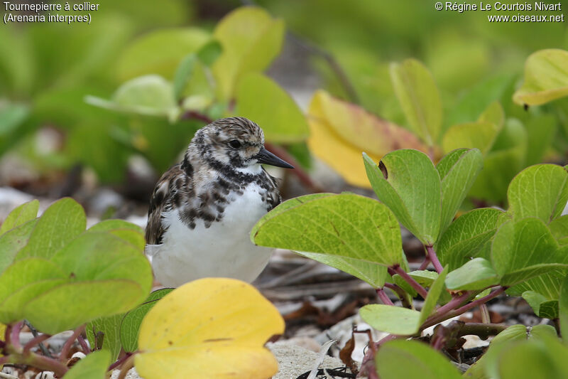 Ruddy Turnstone