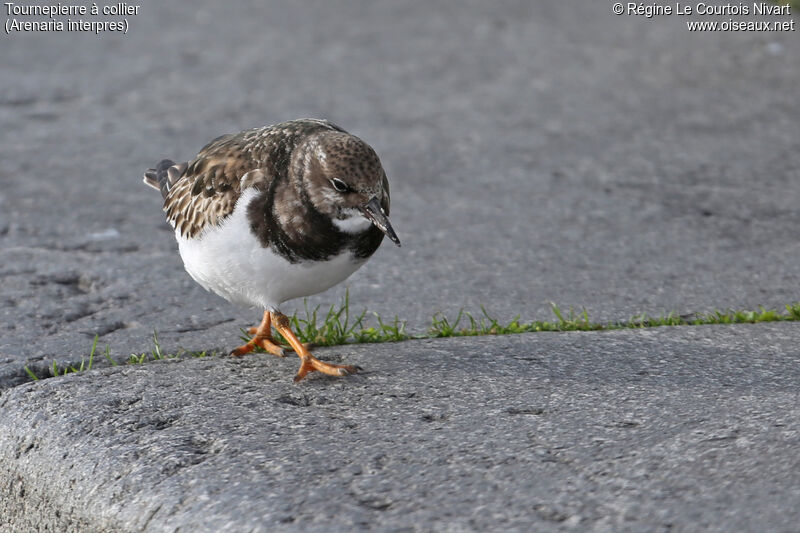 Ruddy Turnstone