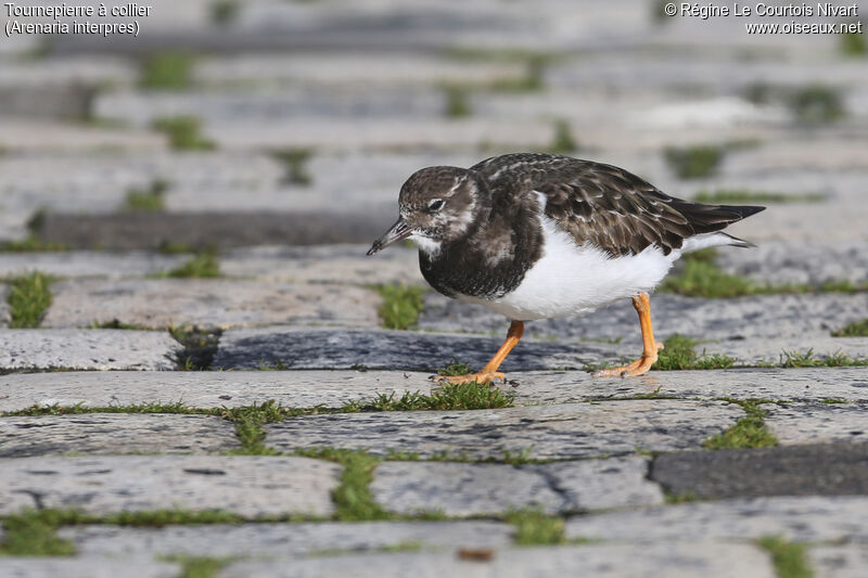 Ruddy Turnstone