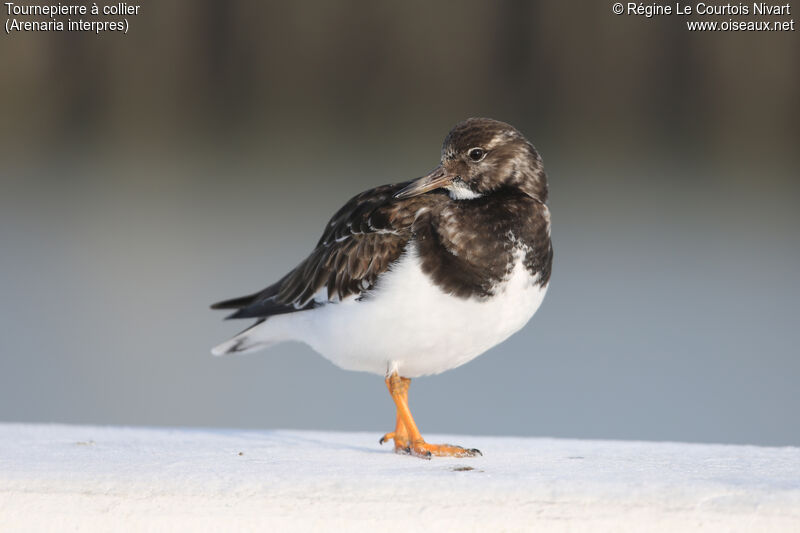 Ruddy Turnstone