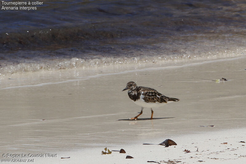 Ruddy Turnstone