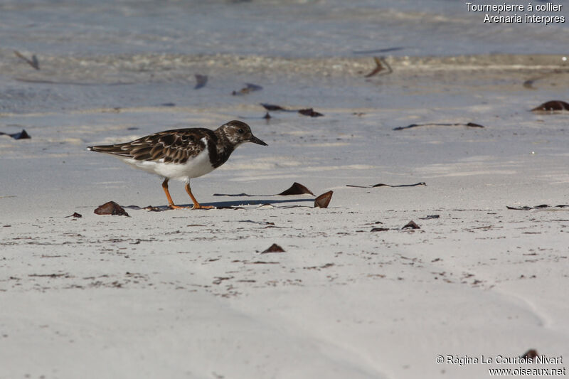 Ruddy Turnstone