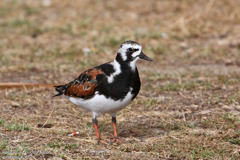 Ruddy Turnstone male adult breeding, identification