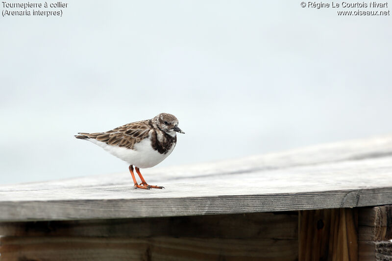 Ruddy Turnstone