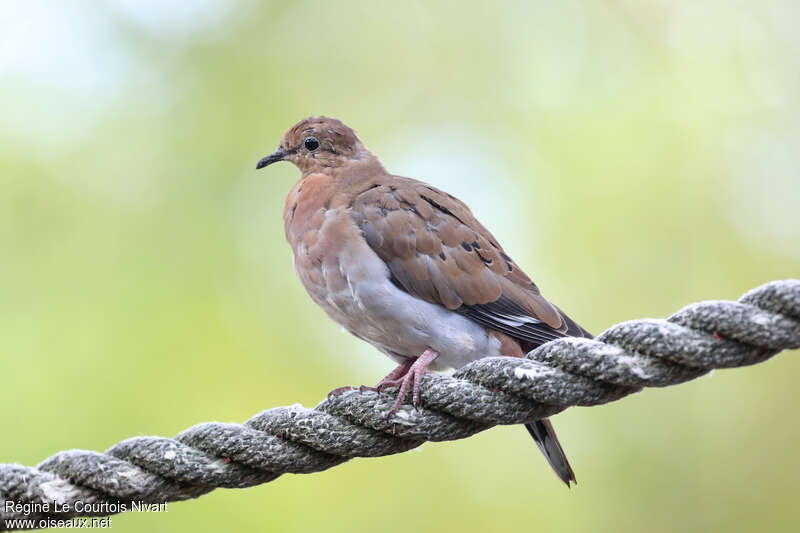 Zenaida Doveimmature, identification, moulting