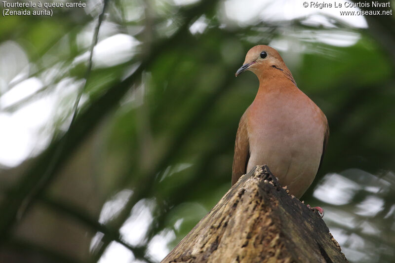 Zenaida Dove