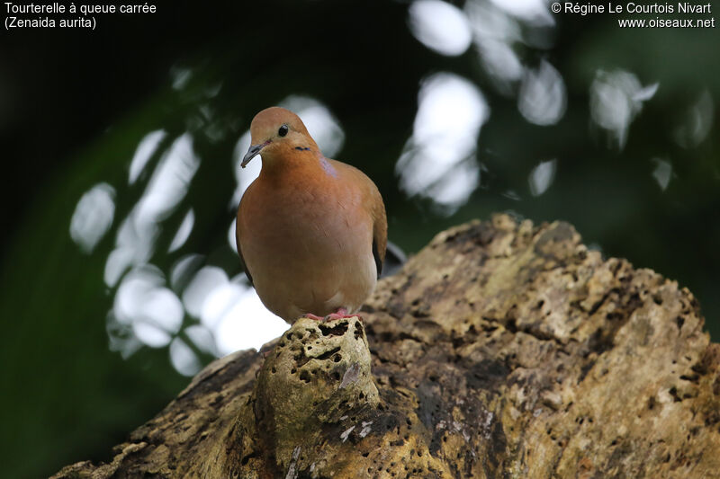 Zenaida Dove