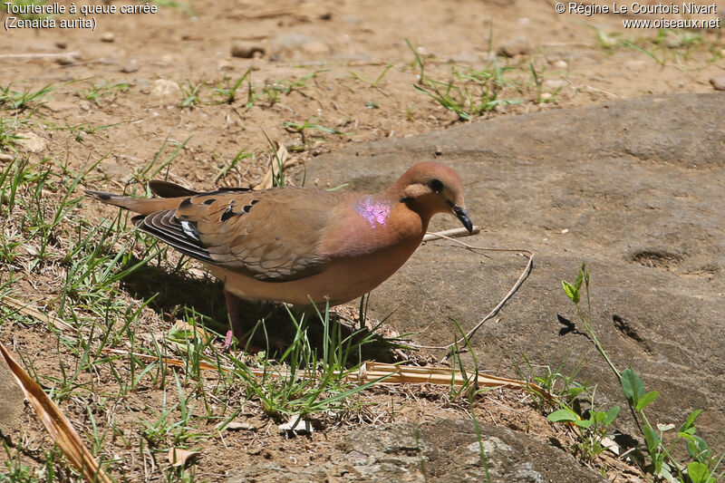 Zenaida Dove