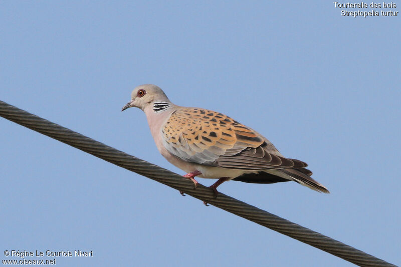 European Turtle Dove, identification