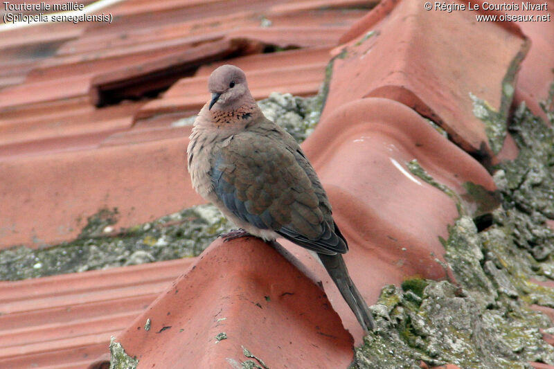 Laughing Dove