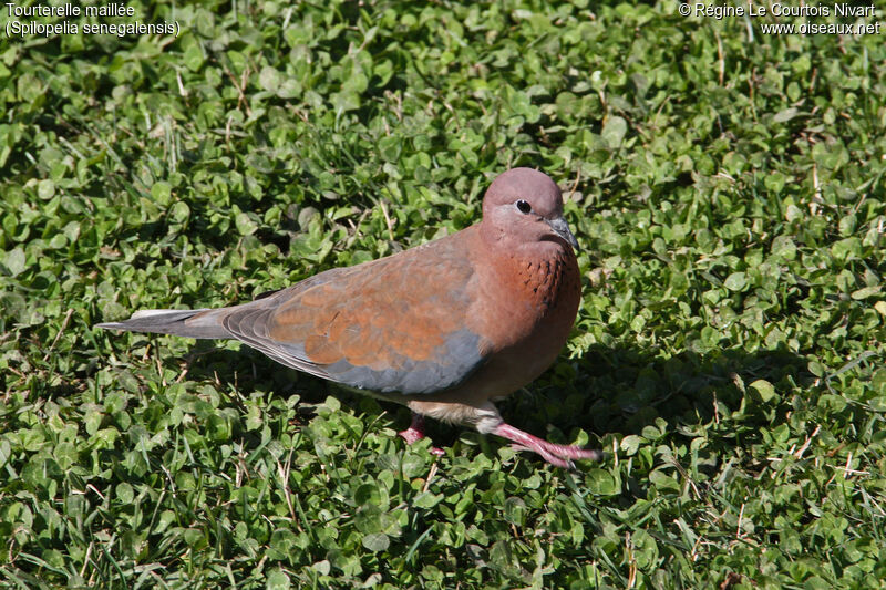 Laughing Dove