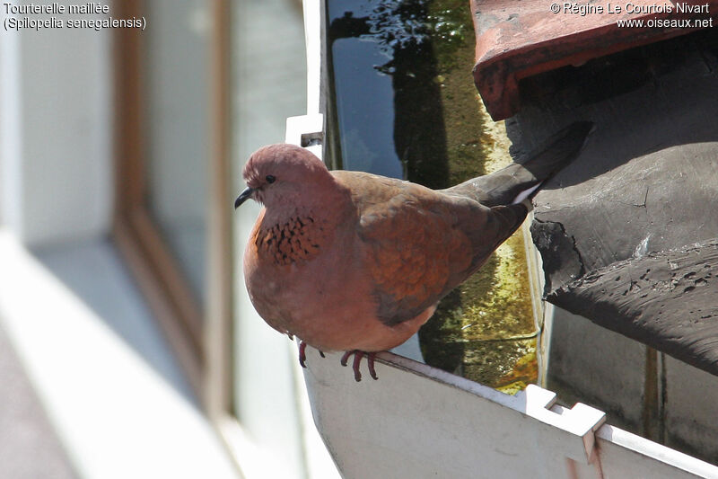 Laughing Dove